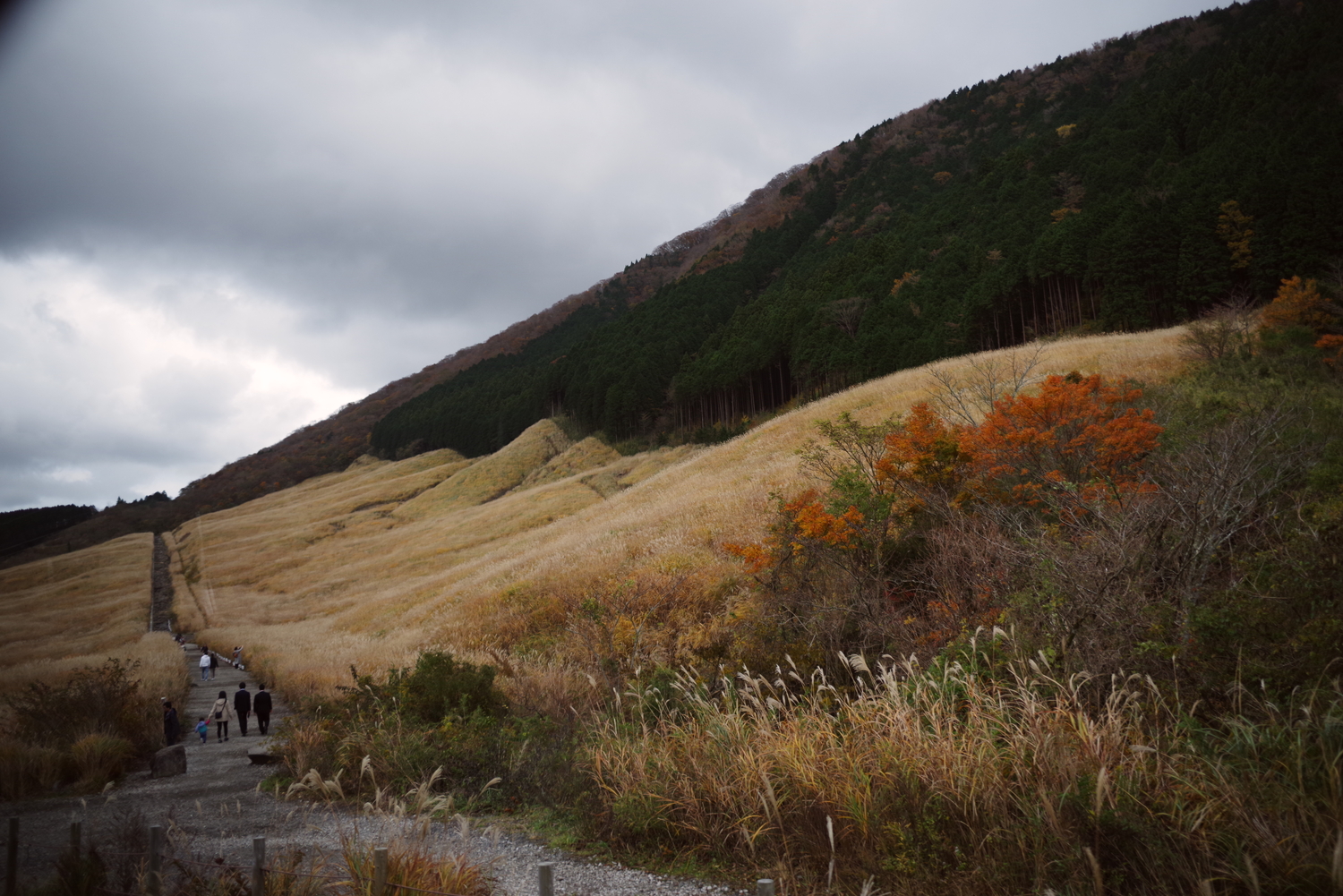 紅葉した仙石原すすき草原を歩く家族 カスタムイメージ ほのか を使用した写真 ペンタファン